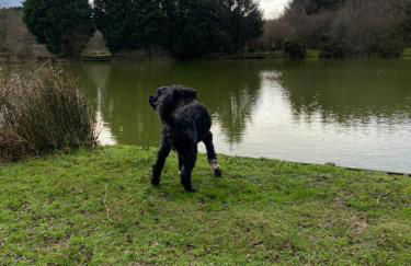 Cosy north Devon lodge within Hartland forest - Foto 22