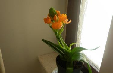 Apartments Calendula Rubic - Photo 24