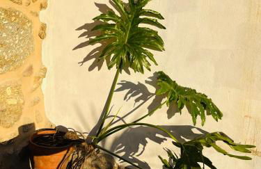 Emiliadourohouse - Foto 36