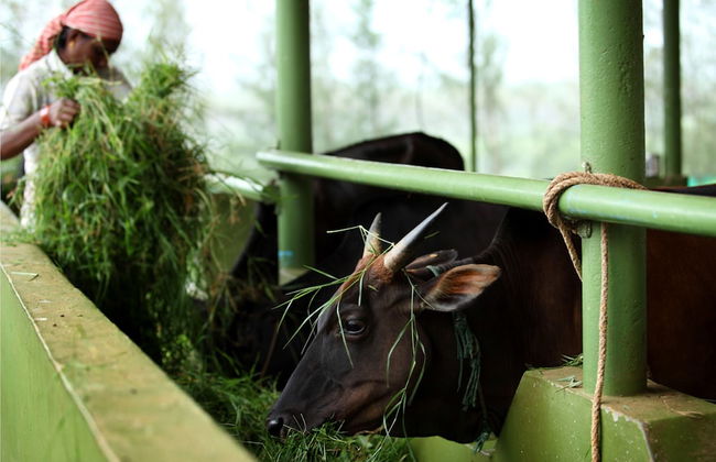 Harvest Fresh Farms - Foto 20