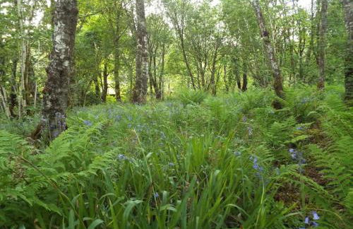 The Singing Heart, TirNaNog Cozy Cottage near Lochgilphead !!HIDDEN GEM!! - Foto 54