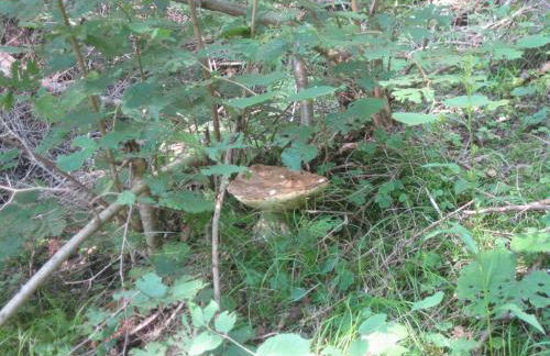 Silvano Fanti - Foto 21