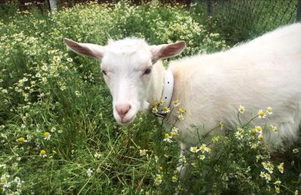 Noclegi Święta Katarzyna ,, Pod Jeleniami "prawdziwymi - Foto 30