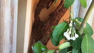 villa entre st rémy de provence et avignon - Foto 5