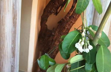 villa entre st rémy de provence et avignon - Foto 5