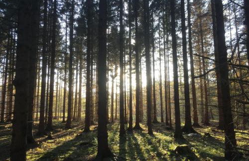 Eldorstal 1 - Ferienwohnung in Bad Harzburg mit Hund - direkt am Nationalpark - 1000 qm Garten - Foto 16