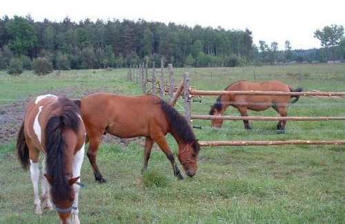 Agroturystyka Leśna Chata - Foto 12