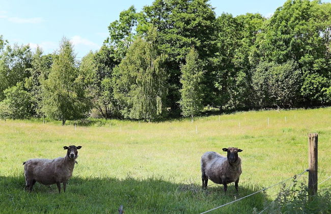 4 Person Holiday Home in Rolfstorp-by Traum - Foto 11