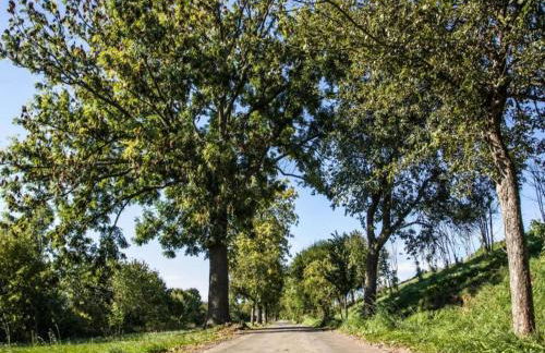 Quiet Comfort in Oelsnitz - Foto 23