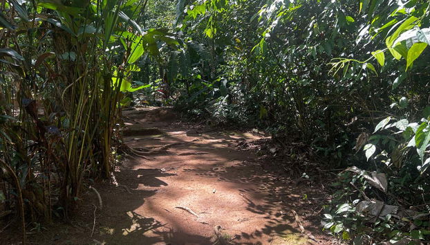 Follow jungle paths