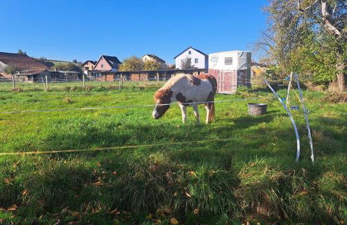 Bauwagen "Rhumeblüte" - Foto 19