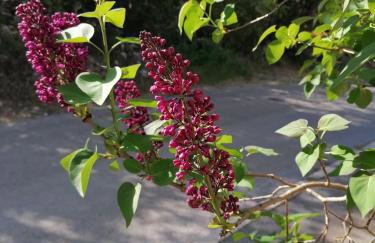 4 Roses Apartment - Photo 14