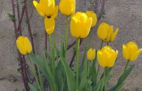 La casa del fresno - Foto 31