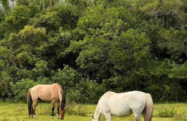 Osório Casa Rústica na Lagoa para 5 pessoas 2 quartos 250 metros da lagoabanhável 15 min da praia wiFi natureza tranquilidade - Foto 53