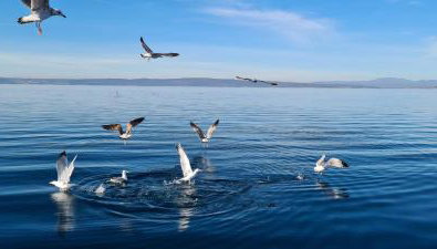 Apartments Klara - Foto 4