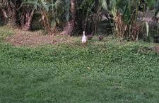 Sítio Com riacho particular em Cachoeira de Macacu - Foto 13