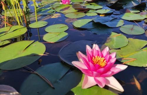 Villa Tuscan Prestige 25 ospiti Piscina Jacuzzi - Foto 26