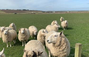 The Stable - NC500 - Photo 32