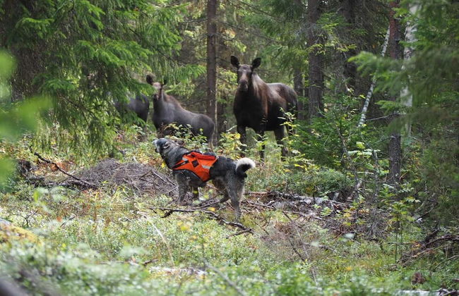 Lentiira Holiday Village - Foto 24