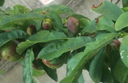 Manzoni Apartment - Foto 18