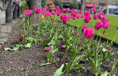 Cherry Blossom cottage - Foto 10