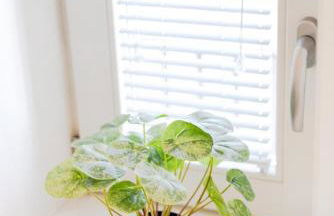 Studio Central 111 Collection - Photo 24