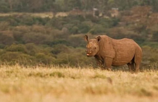 Ol Pejeta Holiday Villas - Foto 10