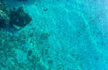 Loza Blue, Premuda island - Foto 21