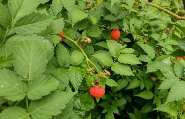 Cantinho da nona Nova Trento SC - Foto 15