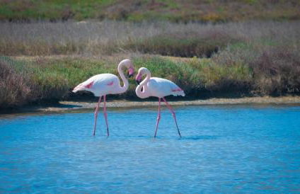 El Rincón de Elena Delta del Ebro - Foto 27