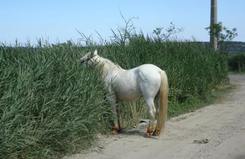 Domaine du Petit Tournebelle - Foto 80