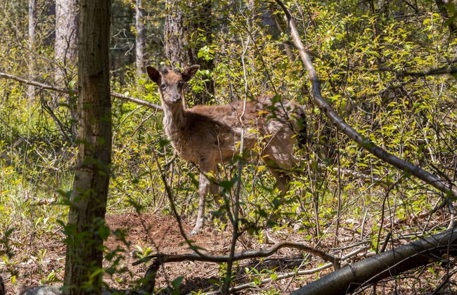 Holiday Home in Renesse Near the Beach - Photo 25