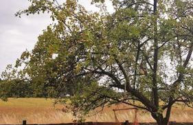 Pod Dębem - Foto 17