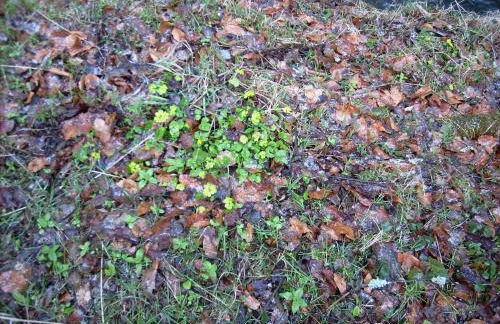 Apartment in Rabenau 3121 - Foto 24