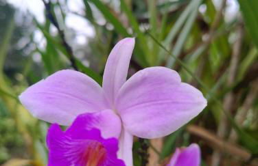 Carneiro Caiçara chalés- Casinhas aconchegantes em Ubatuba - Foto 61