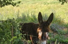 Linhares - Country House Turismo, Natureza e Aventura - Foto 25