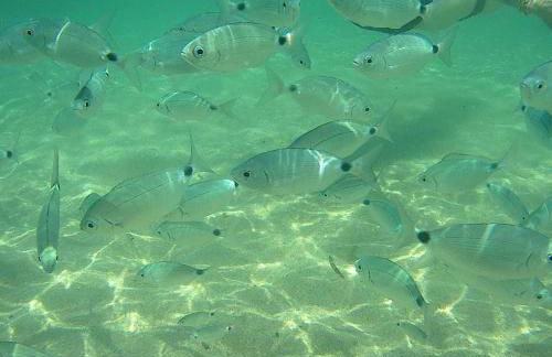 CASA TRIBOLATI SANTA REPARATA - Foto 11