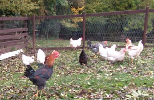 The Willow (Alton Towers, Animals, Peak District) - Foto 44