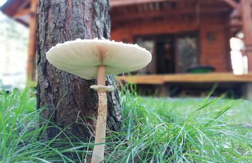 Łosia Chata - Foto 50