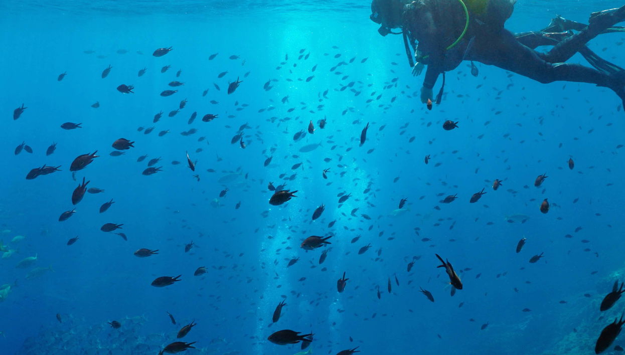 Curso de buceo PADI Open Water