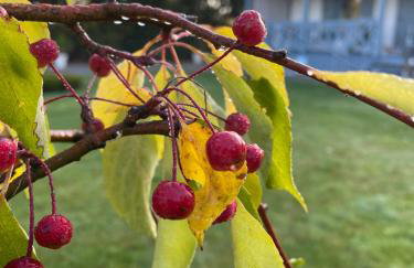 Niebieski Domek - Foto 72