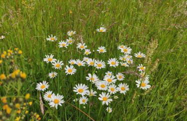 Srokowski Dwór 1 - Leśny Zakątek - Prywatna Sauna! - Foto 27