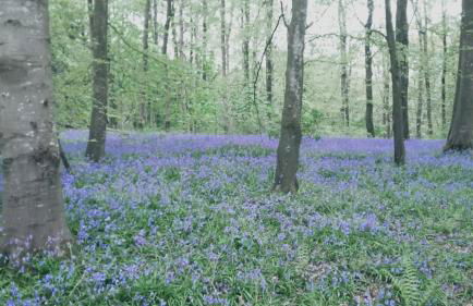 Moyola River Cottage - Foto 18