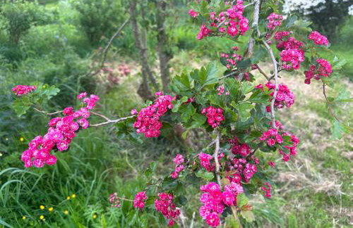 Countryside cottage near Crediton - Foto 27