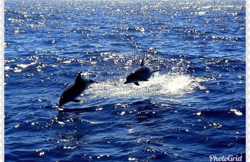 Arguineguin, Ferienhaus direkt am Meer, Casa Perchel - Photo 9