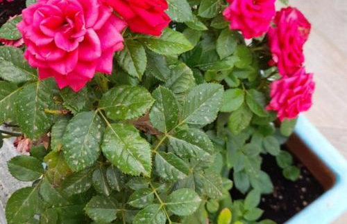 Aggelikis traditional house - Foto 29