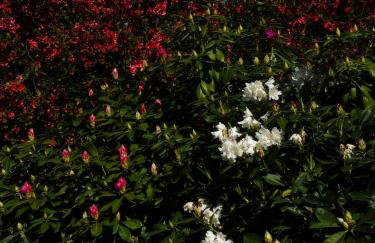 ŻAR - Dworek w Żarnowcu - Foto 18