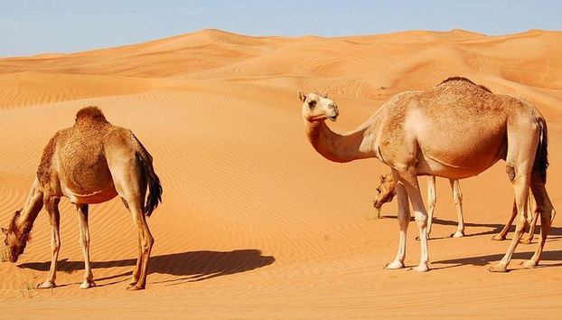 Safari mattutino nel deserto con quad - Foto 5, Cammelli Nel Deserto Di Dubai Di Dune Rosse Aperte