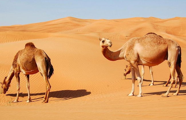 Safari mattutino nel deserto con quad - Foto 5