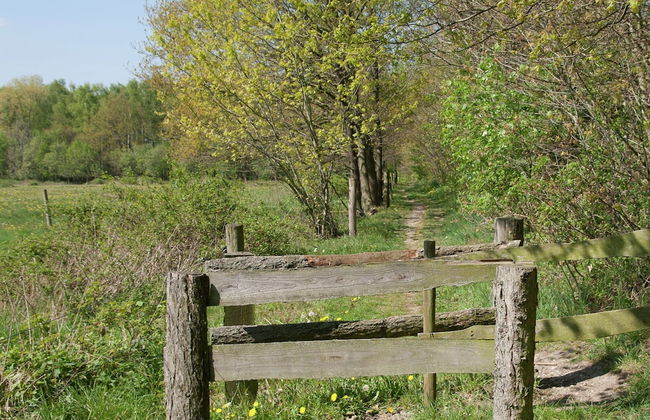 Pet-friendly Getaway - Photo 40